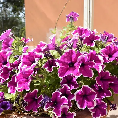 Dei Fiori